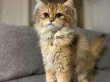 Chaton British Longhair golden black shaded à vendre