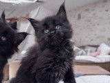 À réserver 2 chatonnes Maine Coons black smoke LOOF