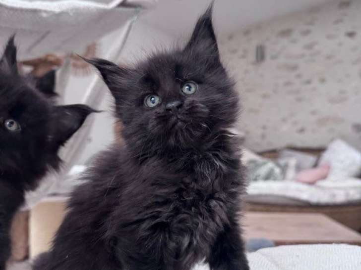 À réserver 2 chatonnes Maine Coons black smoke LOOF