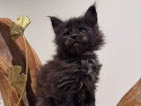 À réserver 2 chatonnes Maine Coons black smoke LOOF