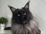 À réserver 2 chatonnes Maine Coons black smoke LOOF