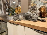 À réserver 2 chatonnes Maine Coons black smoke LOOF