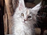 À réserver 2 chatonnes Maine Coons LOOF