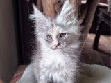 À réserver 2 chatonnes Maine Coons LOOF