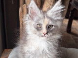 À réserver 2 chatonnes Maine Coons LOOF