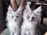 À réserver 2 chatonnes Maine Coons LOOF