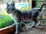 Disponible pour saillie un chat Bengal LOOF seal mink d’un an