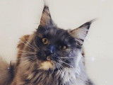 Une chatte Maine Coon LOOF de 3 ans disponible à la vente