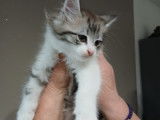 2 chatons et une chatte à donner