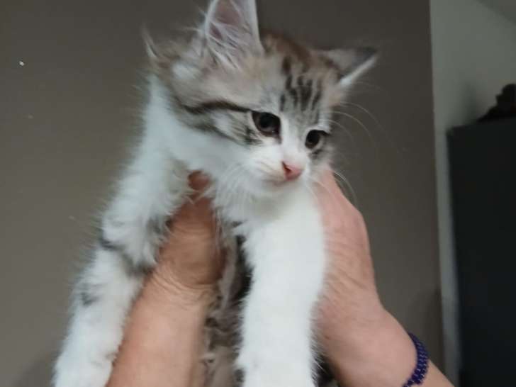 2 chatons et une chatte à donner