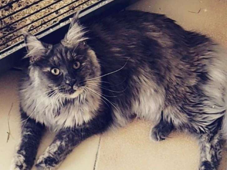 À vendre une chatte Maine Coon de 3 ans LOOF