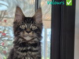 Adorables chatons Maine Coon à vendre