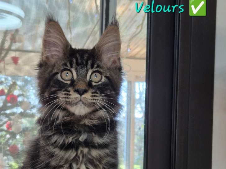 Adorables chatons Maine Coon à vendre