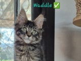 Adorables chatons Maine Coon à vendre