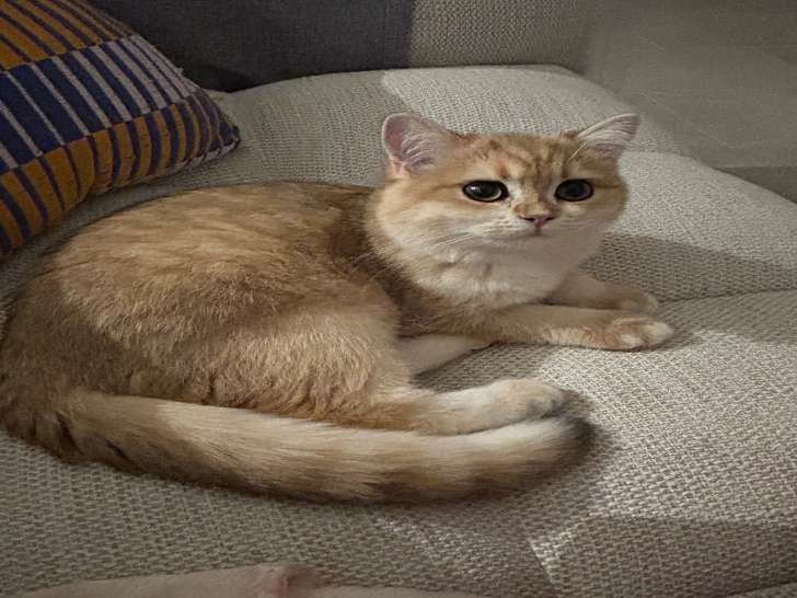Chat British Shorthair Golden Black Spotted Shell à vendre