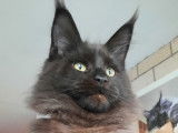 Chatonnes Maine Coon disponibles de suite