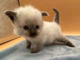 À vendre : 4 chatons Ragdolls LOOF