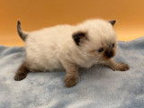 À vendre : 4 chatons Ragdolls LOOF