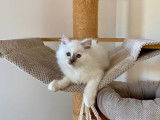 Un chaton mâle Sacré de Birmanie LOOF à vendre