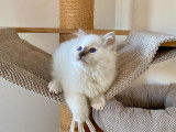 Un chaton mâle Sacré de Birmanie LOOF à vendre