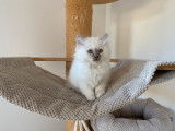 Un chaton mâle Sacré de Birmanie LOOF à vendre