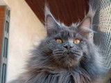 Un chat Maine Coon LOOF disponible à la saillie