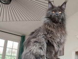 Un chat Maine Coon LOOF disponible à la saillie