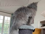 Un chat Maine Coon LOOF disponible à la saillie