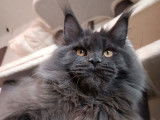 Un chat Maine Coon LOOF disponible à la saillie