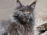 Un chat Maine Coon LOOF disponible à la saillie