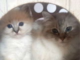 3 chatons Sacrés de Birmanie LOOF à vendre