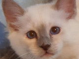3 chatons Sacrés de Birmanie LOOF à vendre