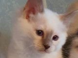 3 chatons Sacrés de Birmanie LOOF à vendre