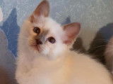 3 chatons Sacrés de Birmanie LOOF à vendre