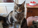 Disponibles à la vente, 2 chatons mâles Maine Coons LOOF
