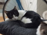 À adopter : chatonne de 7 mois