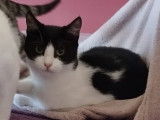 À adopter : chatonne de 7 mois