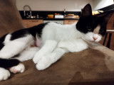 À adopter : chatonne de 7 mois