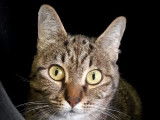 En attente d'adoption : chatte tigrée