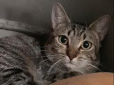 Chatte d'un an à adopter