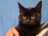 Chatonne de 8 mois en attente d'adoption