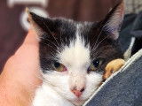 Chatte de 3 ans à la recherche d’un foyer