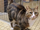 À adopter, chat au pelage tigré