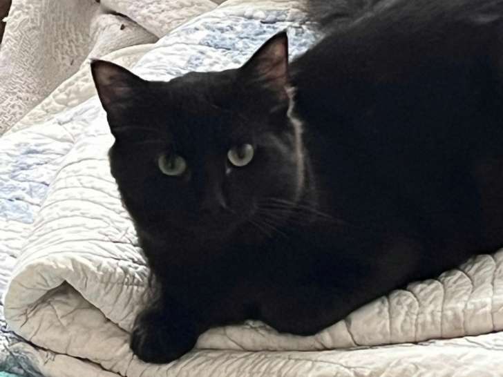 Disponible à l'adoption, chaton mâle noir