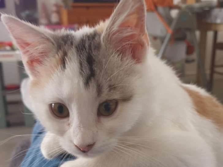 À adopter : chaton femelle gris et blanc