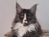 Chatons Maine Coon LOOF à vendre
