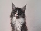 Chatons Maine Coon LOOF à vendre
