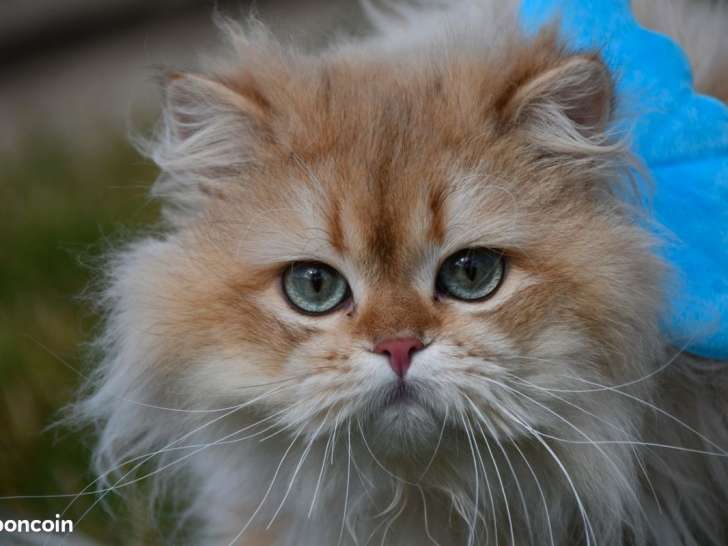 Magnifique mâle British Longhair chocolat golden à vendre