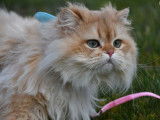 Magnifique m&acirc;le British Longhair chocolat golden &agrave; vendre