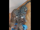 2 Bengal et 2 chatons à vendre